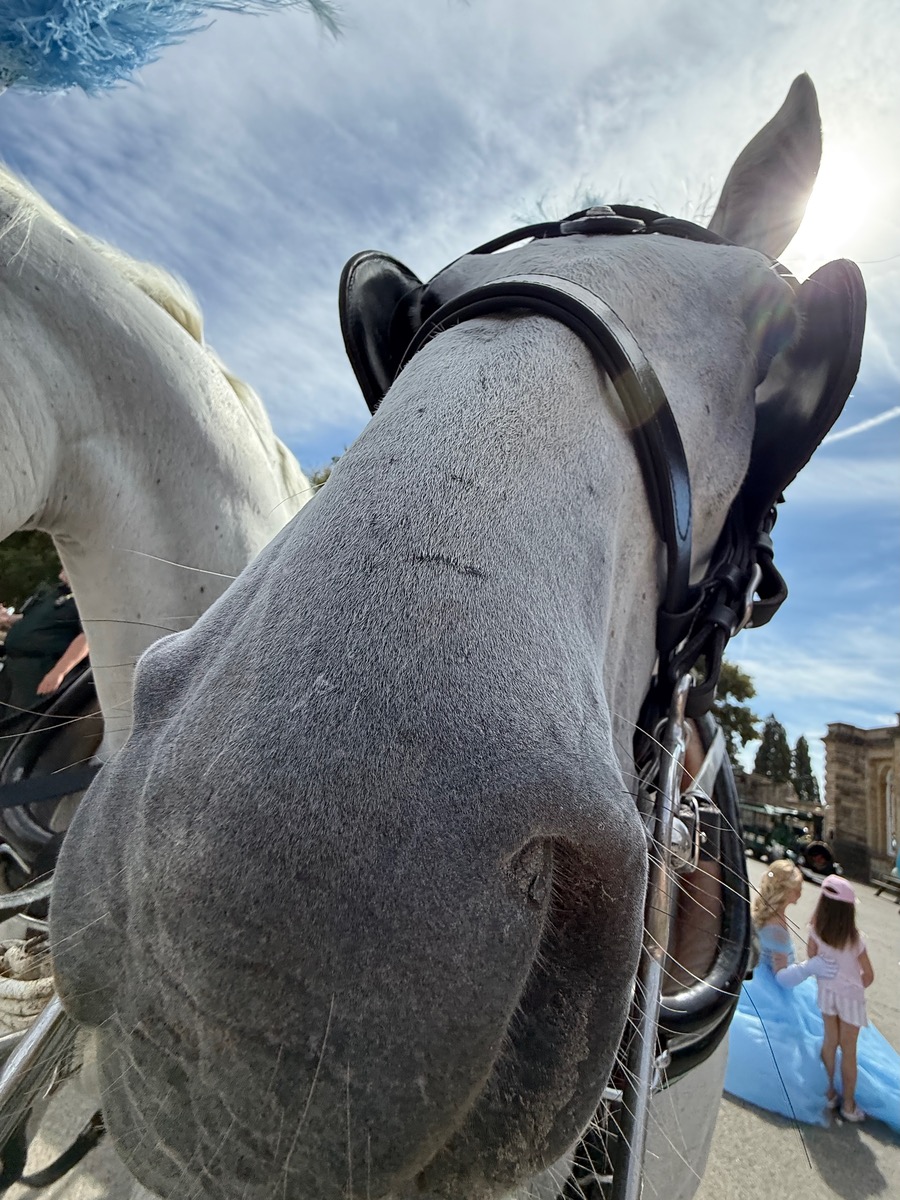 Close-up of a gray horse wearing a black bridle beneath a blue sky