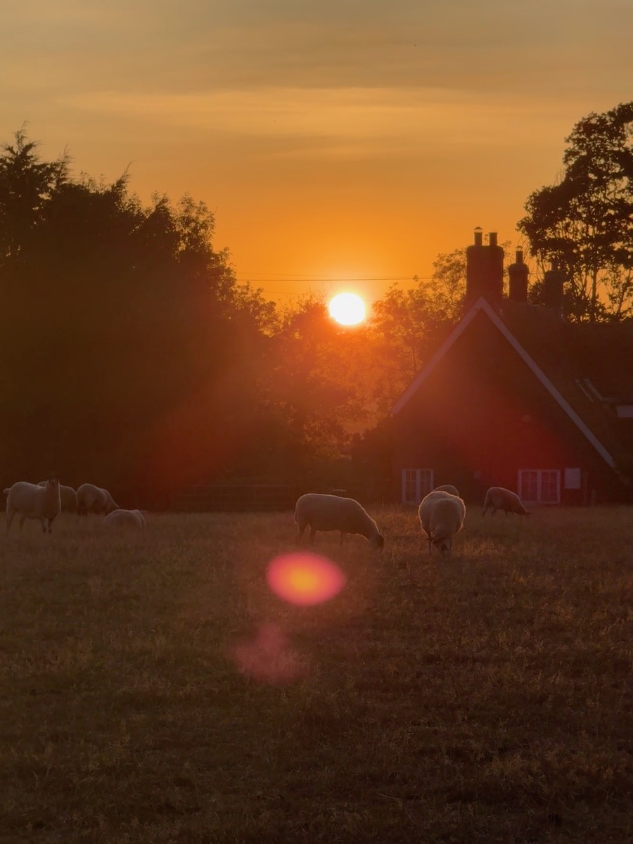 Sheep grazing beside a cottage under an orange sunset