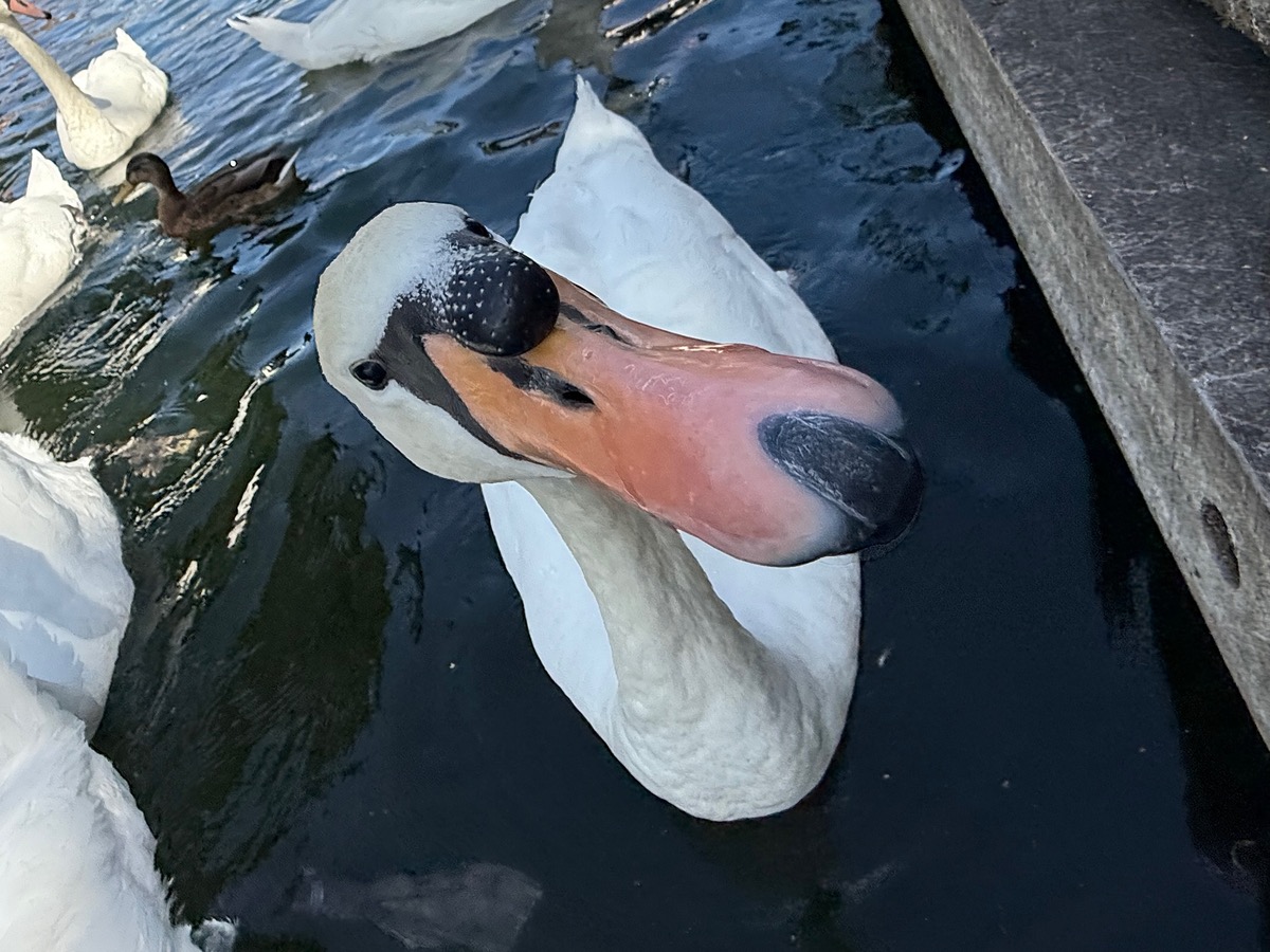 Close-up of a swan beside a dock with other waterbirds behind it