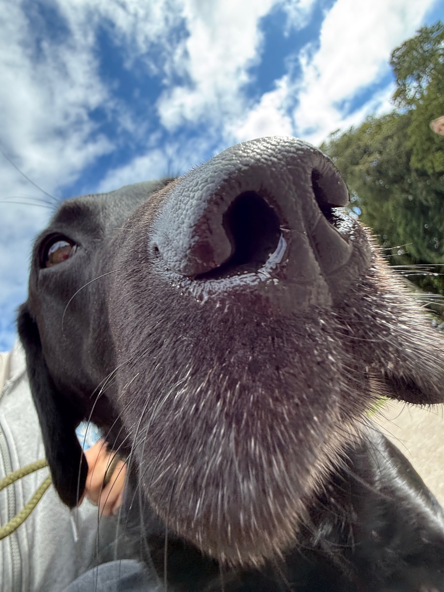 Close-up of a black dog's nose beneath a blue sky
